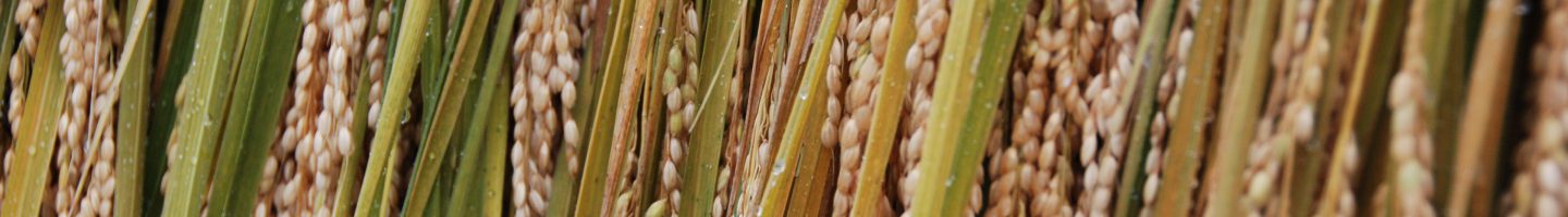 日本水稲品質・食味研究会　第12回オンライン講演会開催のお知らせ